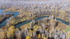 Aerial video of meanders of the Koen river. Beautiful autumn landscape from above. Novosibirsk, Siberia, Russia. Camera moves sideways.