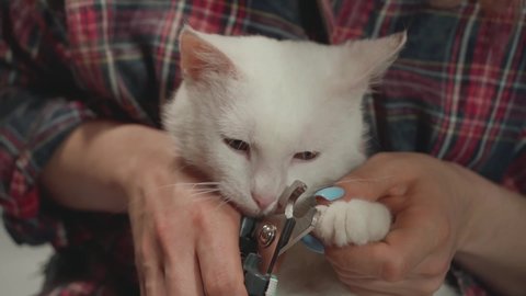Woman's hands with claw trimmer trims white cat's claws