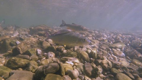 Underwater footage of Freshwater fish Grayling (Thymallus thymallus) feeding and swimming in a natural stream with Chub (Leuciscus cephalus). River habitat. Life in the river.