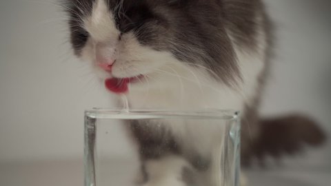 magpies cat drinking water from a transparent bowl in slow motion