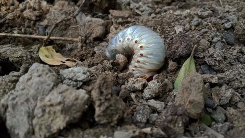 The worm (grub) is digging the ground and going inside