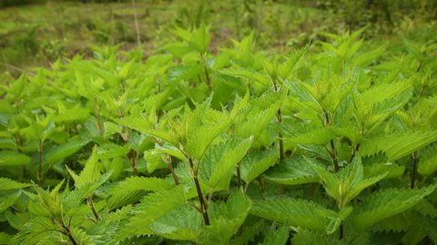 beautiful green leaves of nettle in spring