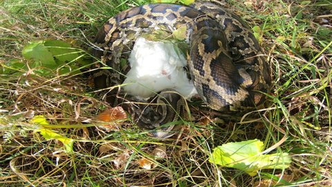 Close-up of a large spotted python snake in the grass, swallowing its prey. Boa constrictor wants to eat chicken. The largest snake in the wild.