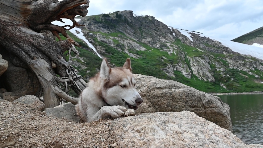 Husky Dog Chewing Stick Slow Motion with Glacier in Background Snow Lake Ice Cap