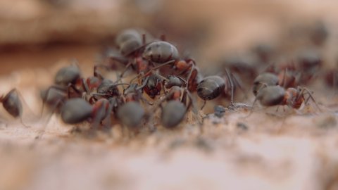 Professional Macro. European Forest Red Wood Ant. Formica, polyctena.