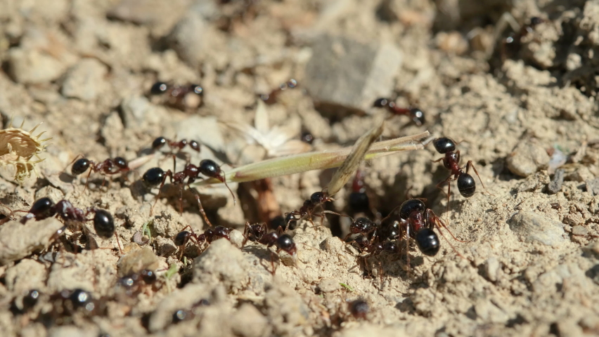 Close up macro view of black ants hill working on ground nest, animal insect wildlife  | Shutterstock HD Video #1072871345