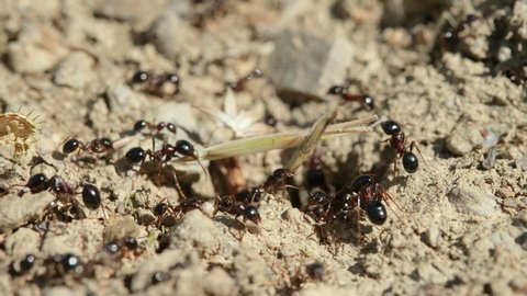 Close up macro view of black ants hill working on ground nest, animal insect wildlife 