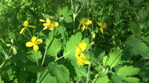 Kherson, Ukraine - 7th of May 2021: 4K Yellow flowers of Celandine in spring
