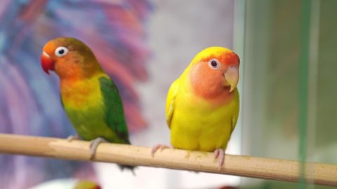birds are inseparables. large, colorful, beautiful parrots. popular with fans of feathered exotics. pet shop. Veterinary clinic.