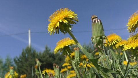 Dandelions on a blue sky background. Yellow dandelions in early spring. Dandelion is a well-known plant with a rosette of basal leaves and large bright yellow inflorescences-baskets of tongue flowers 
