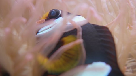 Amphiprion clarkii or Clark's anemonefish. Yellowtail clownfish hides inside Corkscrew tentacle sea anemone or Macrodactyla doreensis.