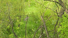 Night heron sits on branch