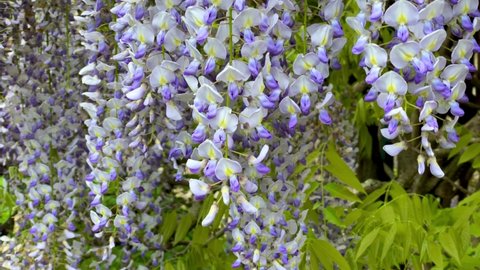 Blue Rain Wisteria Flowers in wind. Japanese Wisteria Floribunda Macrobotrys Longissima Alba blossoms 