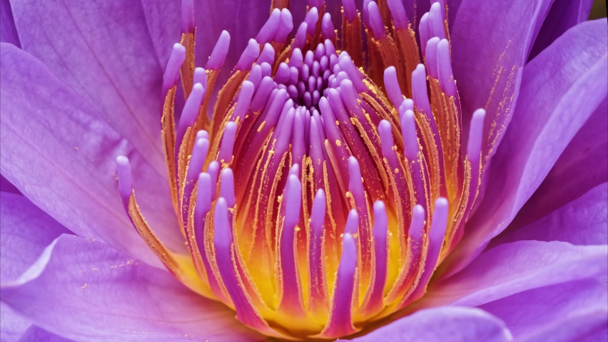 4K time Lapse footage of blooming purple waterlily flower (Nymphaea tetragona) stamen and pistils, close up b roll shot side view. Royalty-Free Stock Footage #1072886234