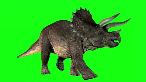 Triceratops Dinosaur Walking on Green Screen