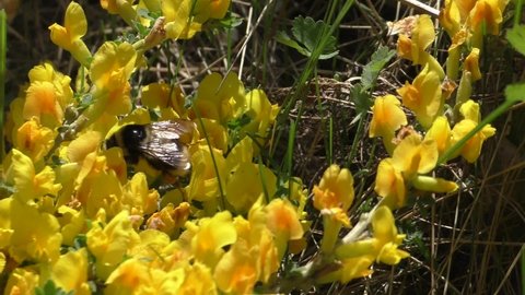 The bumblebee collects nectar from the bright spring flowers of the yellow gorse (Genista tinctoria). Flight of the bumblebee. The color of bumblebees is usually yellow-black, often striped.