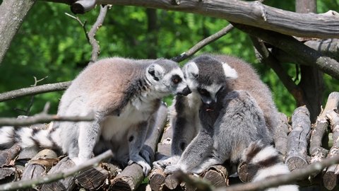 Lemur catta monkey cleans its fur. The ring-tailed lemur (Lemur catta)