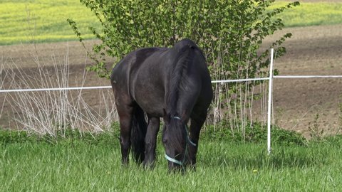 Black Friesian horse on the green pasture.