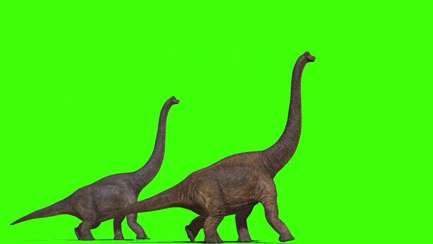 Oviraptor Dinosaurs Run Cycle Green Scre, Stock Video