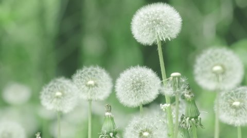 Beautiful white fluffy dandelions Common Dandelion (Taraxacum officinal). Dandelion seeds in sunlight. Blurred natural green nature spring background. Bloomed dandelion flower grows from grass. Macro