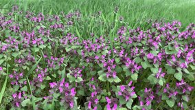 Lamium purpureum, wildflowers in the wind. Wildlife, Field of wild purple flowers. Horizontal video, 4K footage