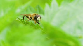 species of hoverfly in natural habitat (mesembrius peregrinus)