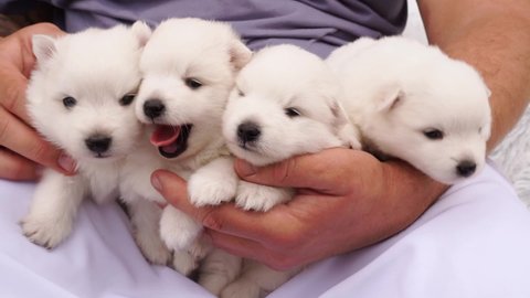 four Japanese Spitz puppies in the hands of a man. cute white fluffy dogs. Pets. breeding thoroughbred dogs. Veterinary clinic. pet shop. 