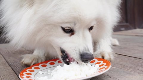 Japanese spitz is fed cottage cheese. food for the feeding dog. useful food. keeping pets on the street in the summer.