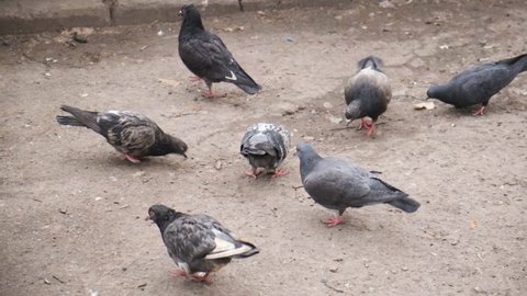 City pigeons peck grain. A large number of pigeons. Human feeding pigeons in the city park.Flock of gray pigeons eating grain on city street