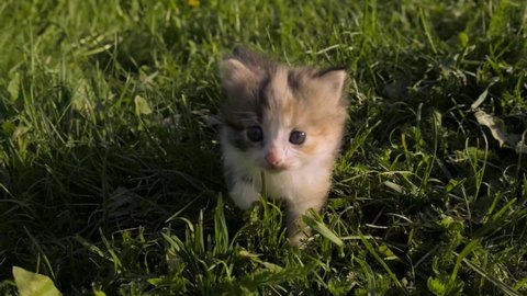 A little fluffy kitten timidly creeps in the green grass in the meadow and meows. A pet on the street