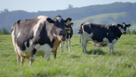 Holstein Friesian cows standing in grass field in New Zealand, slow motion