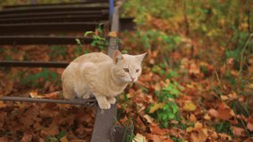 Closeup view 4k stock video portrait of cute homeless stray yellow cat sitting alone on metal staircase outdoors in scenic autumn park