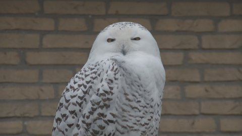 Portrait of snowy owl (Bubo scandiacus) turning it's head towards camera and turning back