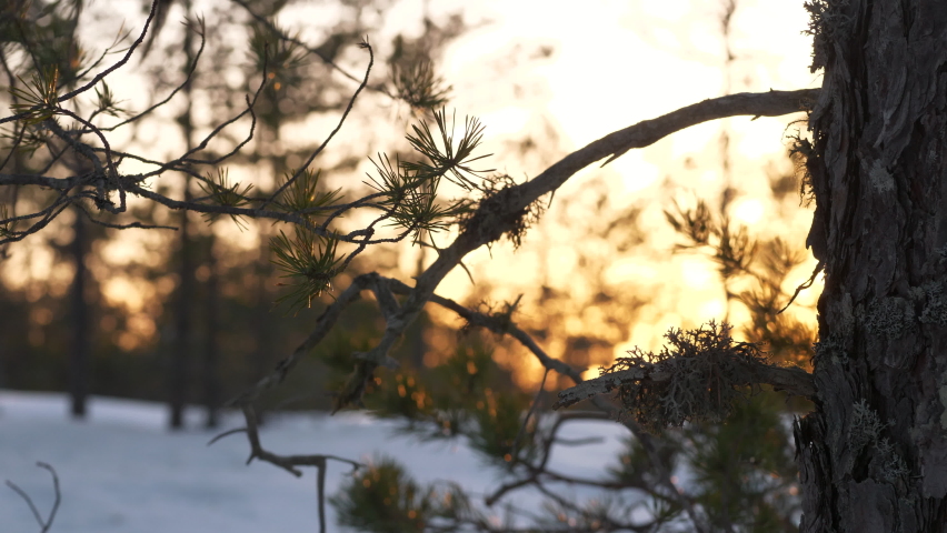 Romantic shot reveals sunbeams through pine branches in snowy winter woods
