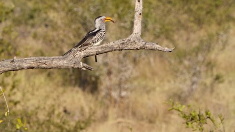 Wide shot of a Southern Yellow-billed Hornbill perched on a branch with an elephant walking by in the background, Greater Kruger. 