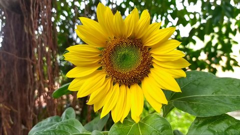 a close-up video of a sunflower. suitable for video material background about flower gardens, parks, plantations, agriculture, and others.
