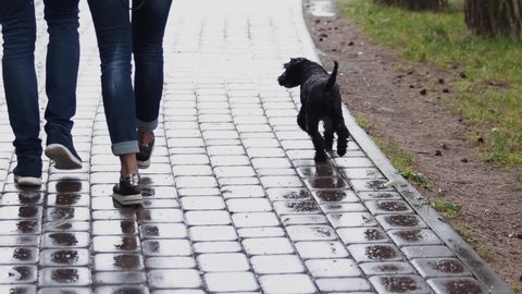 Black sodden dog walks on wet tiled pavement path. Dog sniffs the ground, and then runs after people. Next to the miniature schnauzer there are two pairs of owners legs. It is raining in the city.