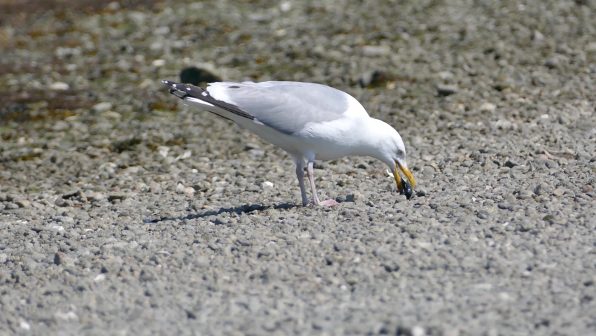 Seagull Eating Mussel On Beach Stock Footage Video (100% Royalty-free 