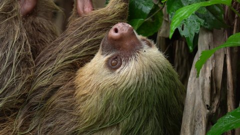 Detail shot of the face of a sloth (a south American mammal), resting on a rope, upside down.
