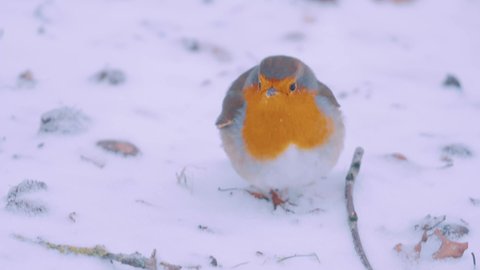 European robin in the snow, Veluwe National Park, Netherlands, close up