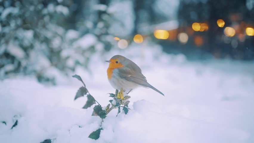 European robin perched on a snowy branch, Vellum National Park, Netherlands