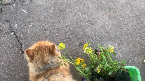 ginger cat, Pansy flowers in a container for seedlings. Asphalt, concrete background. A ginger cat looks like a lion lies on the ground. 4K horizontal video, footage