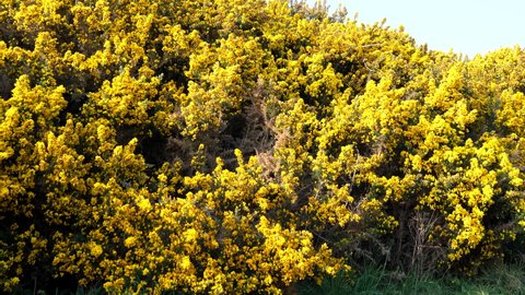 Woman is taking pictures of yellow common gorse bush blossom in the natural parkland. Panning shot of yellow colour shrub flower background.