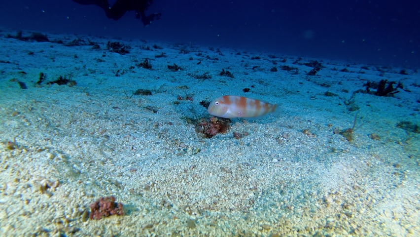 Bautiful pearly razorfish - Deep scuba diving in Majorca