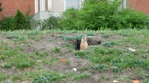 Animals live next to people in an urban environment. A gopher's head sticking out of a burrow near city buildings. A brown adult ground squirrel looks out of the burrow. Selective focus