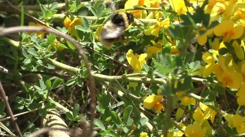 The bumblebee collects nectar from the bright spring flowers of the yellow gorse (Genista tinctoria). Flight of the bumblebee. The color of bumblebees is usually yellow-black, often striped.