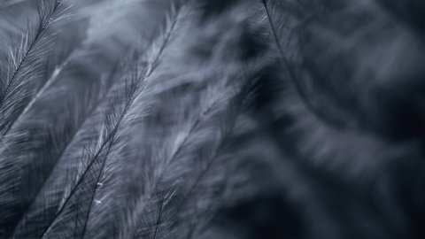 Black feathers. Close-up. Slow motion black feather background.