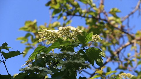 Blooming viburnum twig against deep blue spring sky