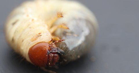 the isolated cockchafer Larva (grub) 