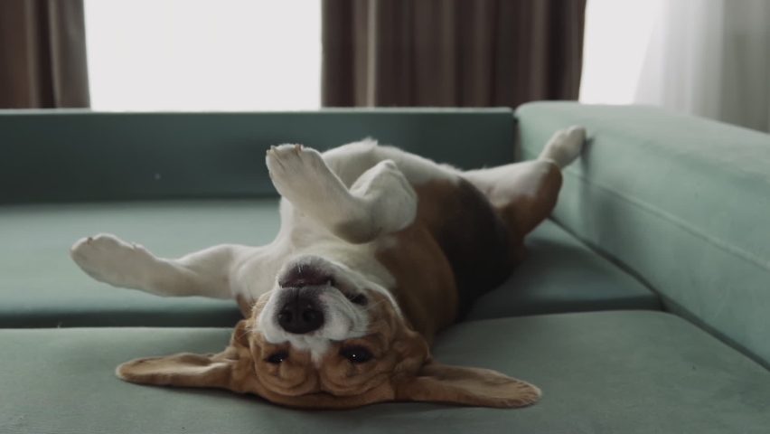 A funny dog ​​of the Beagle breed, lying upside down on the sofa. Looks very funny Royalty-Free Stock Footage #1072976231